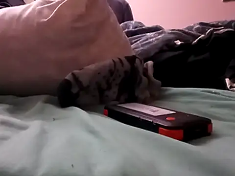 Blkstylion online show from December 5, 2:47 pm