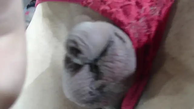 Snapshot of emma_onassis_17 chatting on January 1, 9:17 am emma onassis 17 online show from January 1, 9:17 am