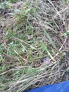 Snapshot of Nkumar173 chatting on November 10, 7:07 am Nkumar173 online show from November 10, 7:07 am