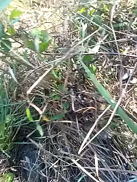 Snapshot of Nkumar173 chatting on November 11, 5:51 am Nkumar173 online show from November 11, 5:51 am