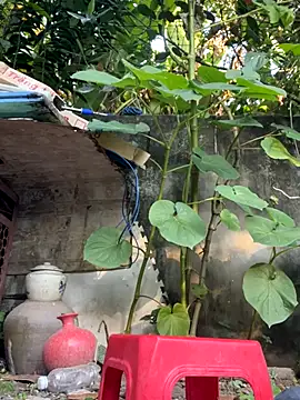 Snapshot of __Saphia__ chatting on November 27, 12:35 am Saphia online show from November 27, 12:35 am