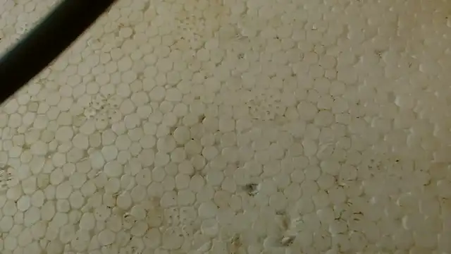 Snapshot of titi_fiesta chatting on February 1, 5:39 am titi fiesta online show from February 1, 5:39 am