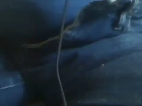 Snapshot of markluvskitty chatting on January 30, 8:42 pm markluvskitty online show from January 30, 8:42 pm