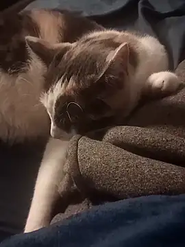 AmazonianMistress online show from February 10, 8:31 pm