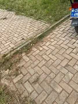 Black-mamba-madingo online show from November 1, 12:29 pm