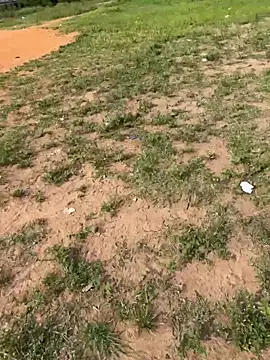 Black-mamba-madingo online show from February 14, 8:55 am