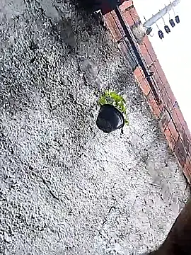 Tiago0031 online show from March 3, 7:42 pm