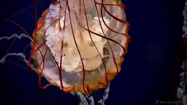 Snapshot of streamy_test11 chatting on December 3, 9:55 am streamy test11 online show from December 3, 9:55 am