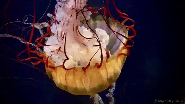 Snapshot of streamy_test11 chatting on December 4, 8:34 am streamy test11 online show from December 4, 8:34 am