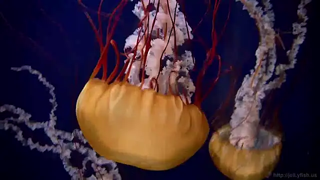 Snapshot of streamy_test11 chatting on December 16, 8:09 am streamy test11 online show from December 16, 8:09 am