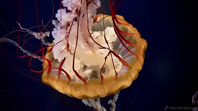 Snapshot of streamy_test11 chatting on January 14, 8:20 am streamy test11 online show from January 14, 8:20 am