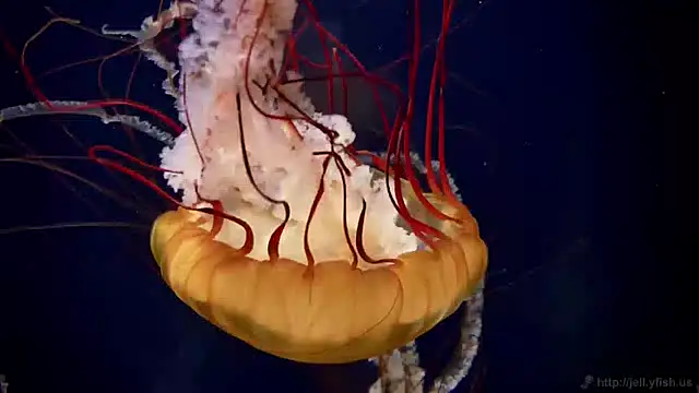 Snapshot of streamy_test11 chatting on January 30, 2:15 pm streamy test11 online show from January 30, 2:15 pm