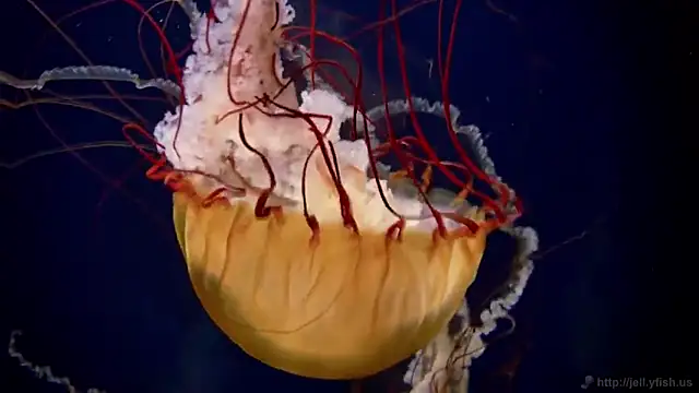 Snapshot of streamy_test11 chatting on January 31, 8:11 am streamy test11 online show from January 31, 8:11 am