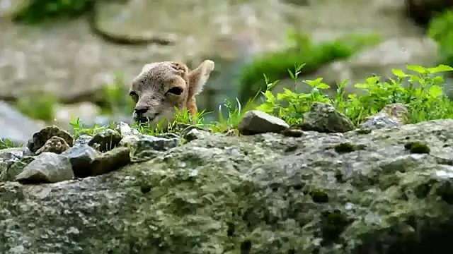 Snapshot of streamy_test11 chatting on February 11, 3:51 pm streamy test11 online show from February 11, 3:51 pm