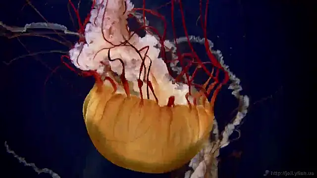 Snapshot of streamy_test11 chatting on February 13, 8:48 am streamy test11 online show from February 13, 8:48 am