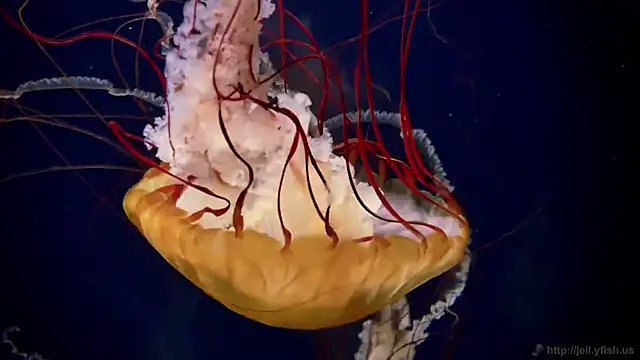 Snapshot of streamy_test11 chatting on September 15, 11:21 am streamy test11 online show from September 15, 11:21 am