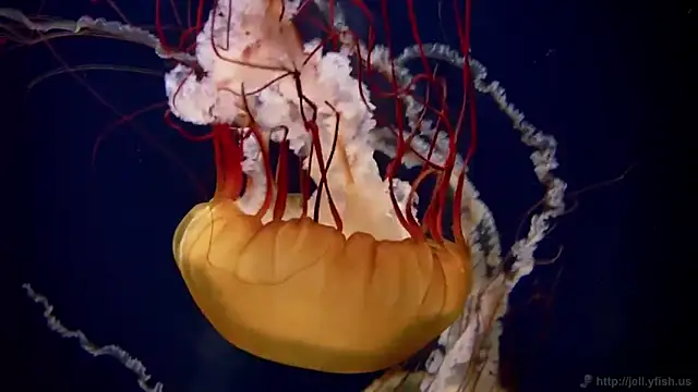 Snapshot of streamy_test11 chatting on September 17, 12:40 pm streamy test11 online show from September 17, 12:40 pm