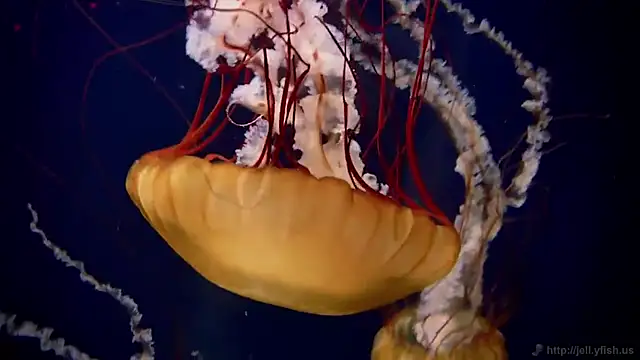 Snapshot of streamy_test11 chatting on October 8, 9:51 am streamy test11 online show from October 8, 9:51 am