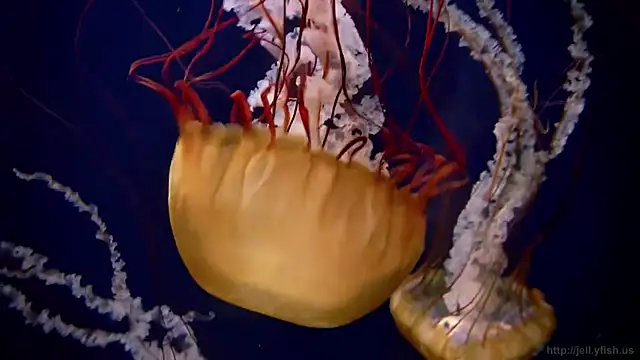 Snapshot of streamy_test11 chatting on October 17, 7:11 am streamy test11 online show from October 17, 7:11 am