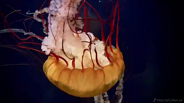 Snapshot of streamy_test11 chatting on October 30, 3:35 pm streamy test11 online show from October 30, 3:35 pm