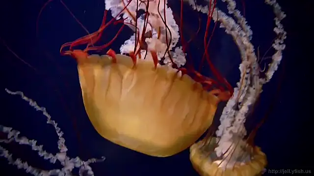 Snapshot of streamy_test11 chatting on November 3, 11:55 am streamy test11 online show from November 3, 11:55 am