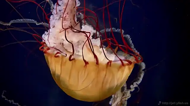 Snapshot of streamy_test11 chatting on November 11, 4:29 pm streamy test11 online show from November 11, 4:29 pm