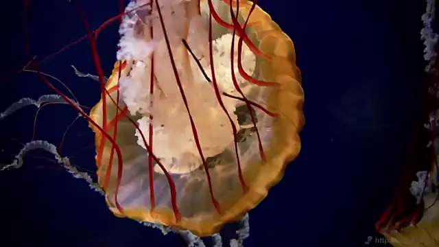 Snapshot of streamy_test11 chatting on November 19, 9:53 am streamy test11 online show from November 19, 9:53 am