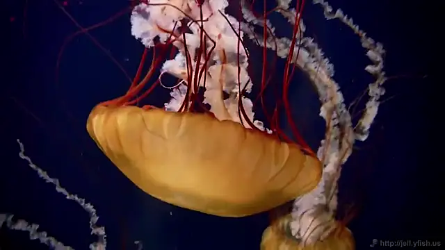 Snapshot of streamy_test11 chatting on November 26, 5:03 pm streamy test11 online show from November 26, 5:03 pm