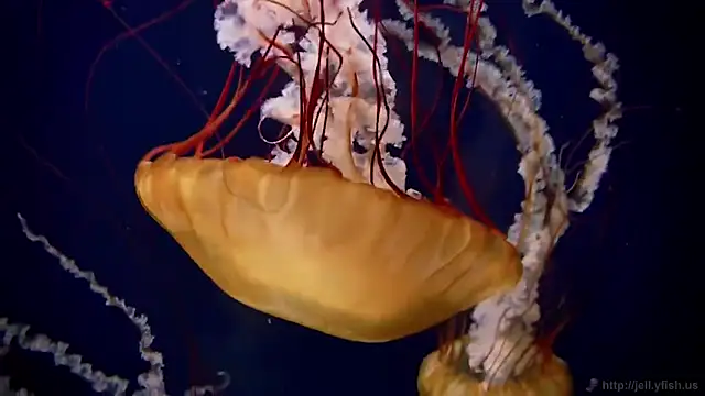 Snapshot of streamy_test11 chatting on December 3, 8:56 am streamy test11 online show from December 3, 8:56 am