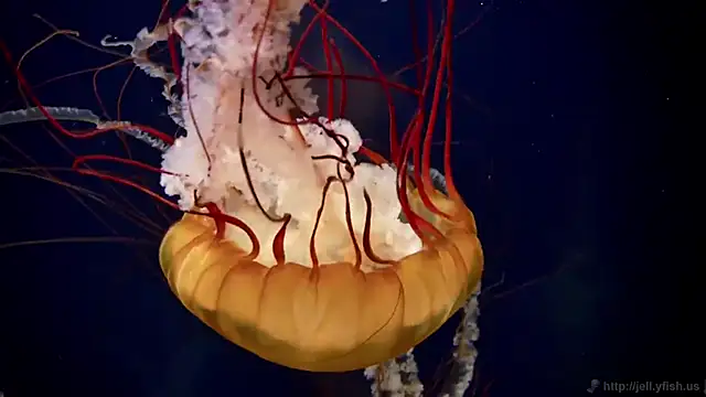 Snapshot of streamy_test11 chatting on December 4, 1:42 pm streamy test11 online show from December 4, 1:42 pm