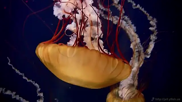 Snapshot of streamy_test11 chatting on December 15, 9:35 am streamy test11 online show from December 15, 9:35 am