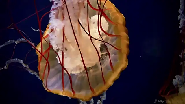 streamy test11 online show from March 16, 3:38 pm