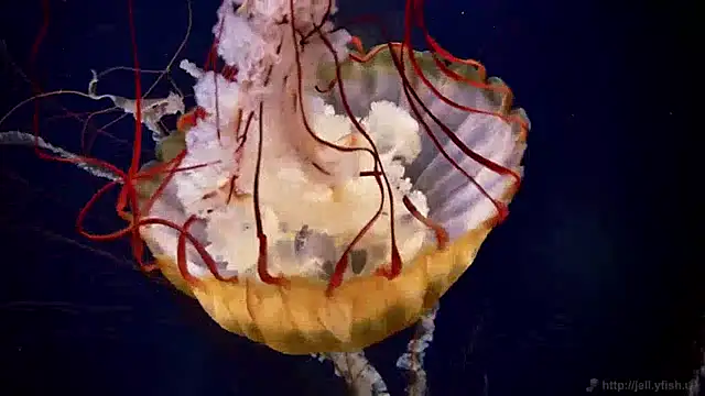 Snapshot of streamy_test12 chatting on December 13, 8:09 am streamy test12 online show from December 13, 8:09 am