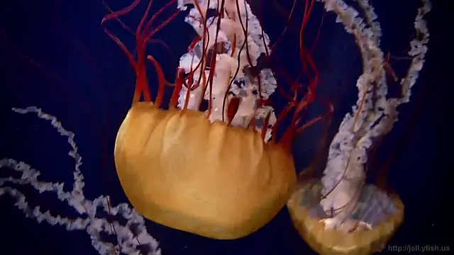 Snapshot of streamy_test12 chatting on December 19, 11:07 am streamy test12 online show from December 19, 11:07 am