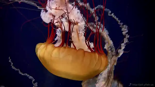 Snapshot of streamy_test12 chatting on December 27, 8:13 am streamy test12 online show from December 27, 8:13 am