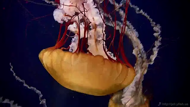 Snapshot of streamy_test12 chatting on December 30, 8:10 am streamy test12 online show from December 30, 8:10 am