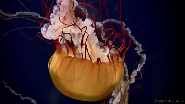 Snapshot of streamy_test12 chatting on October 2, 8:21 am streamy test12 online show from October 2, 8:21 am