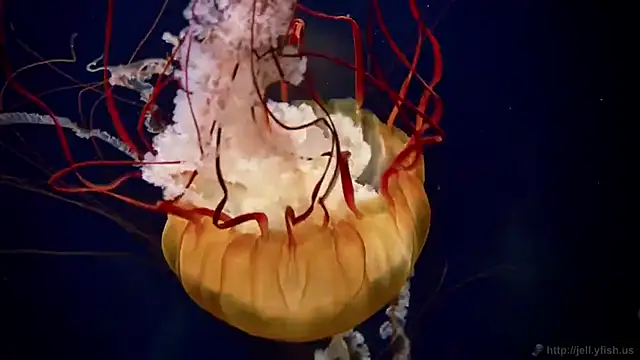 Snapshot of streamy_test12 chatting on October 8, 9:40 am streamy test12 online show from October 8, 9:40 am