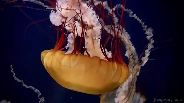 Snapshot of streamy_test12 chatting on October 9, 1:31 pm streamy test12 online show from October 9, 1:31 pm