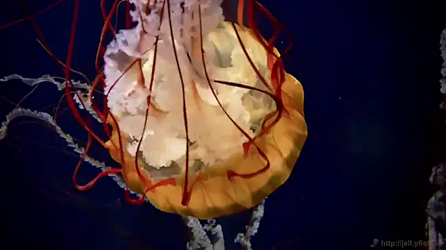 Snapshot of streamy_test12 chatting on October 22, 8:36 am streamy test12 online show from October 22, 8:36 am