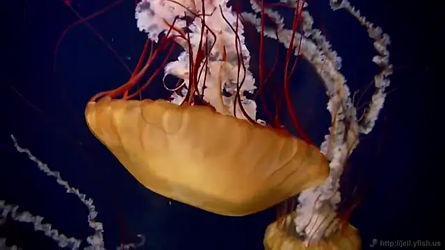 Snapshot of streamy_test12 chatting on November 7, 12:27 pm streamy test12 online show from November 7, 12:27 pm