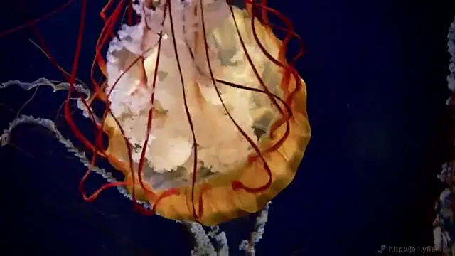 Snapshot of streamy_test12 chatting on November 24, 12:27 pm streamy test12 online show from November 24, 12:27 pm