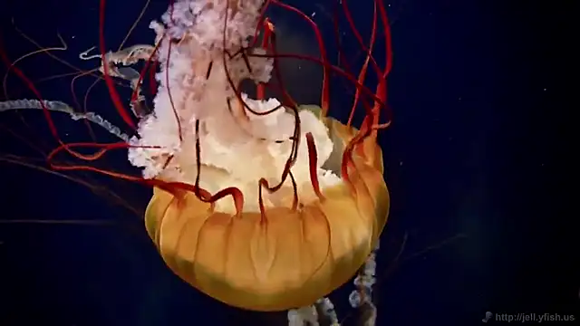 Snapshot of streamy_test12 chatting on December 14, 10:53 am streamy test12 online show from December 14, 10:53 am