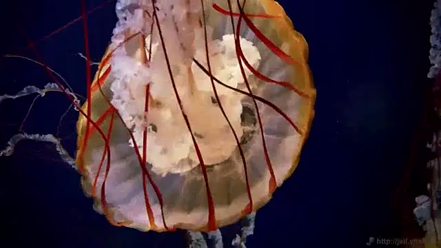 Snapshot of streamy_test15 chatting on December 10, 8:19 am streamy test15 online show from December 10, 8:19 am