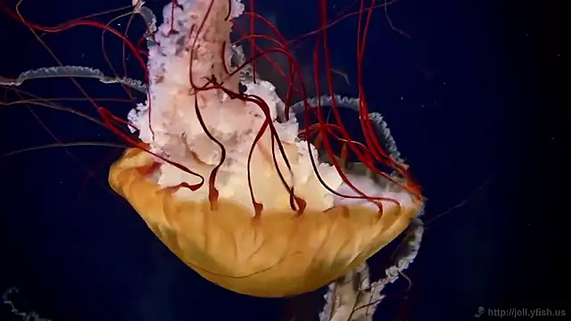 Snapshot of streamy_test15 chatting on October 31, 8:37 am streamy test15 online show from October 31, 8:37 am