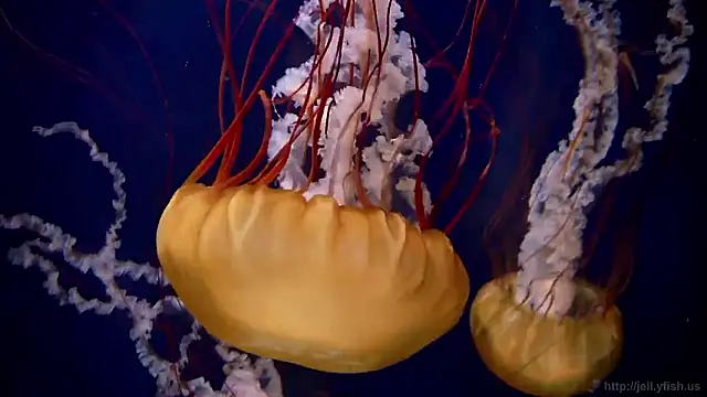 Snapshot of streamy_test15 chatting on November 12, 1:44 pm streamy test15 online show from November 12, 1:44 pm