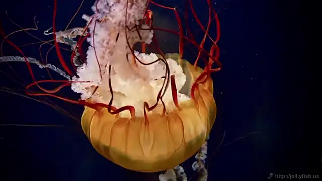 streamy test15 online show from December 17, 12:11 pm