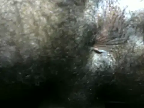 michel sc online show from December 9, 4:12 am