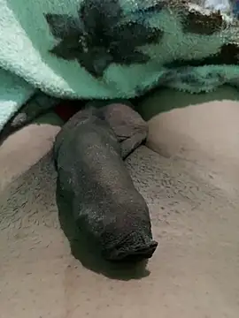 Snapshot of king_cum_ chatting on January 12, 10:23 am king cum online show from January 12, 10:23 am