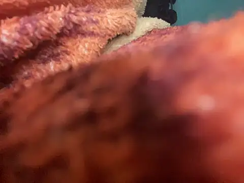 Snapshot of king_cum_ chatting on January 30, 2:49 am king cum online show from January 30, 2:49 am